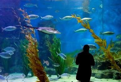 Melbourne Aquarium - Redcliffe Tourism 0
