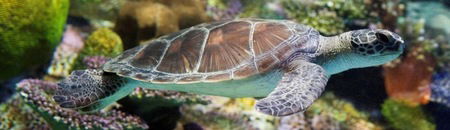 Melbourne Aquarium - Redcliffe Tourism 1