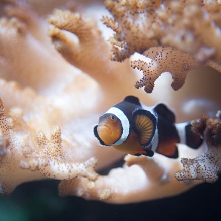 Melbourne Aquarium - Redcliffe Tourism 2