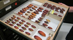 Western Australian Museum - Redcliffe Tourism 1