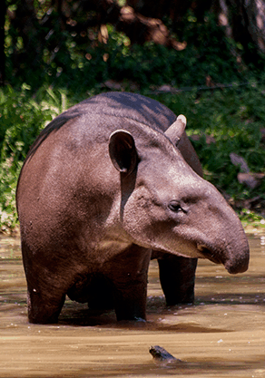 Alma Park Zoo - Redcliffe Tourism 4