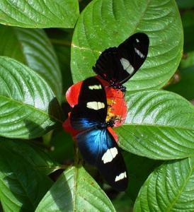 Butterfly Farm - Redcliffe Tourism 4