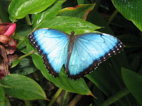 Butterfly Farm - Redcliffe Tourism 5