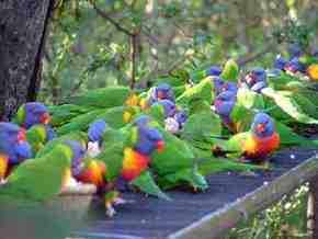 Gorge Wildlife Park - Redcliffe Tourism 4