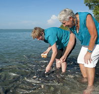Aquascene Fish Feeding Sanctuary - Redcliffe Tourism
