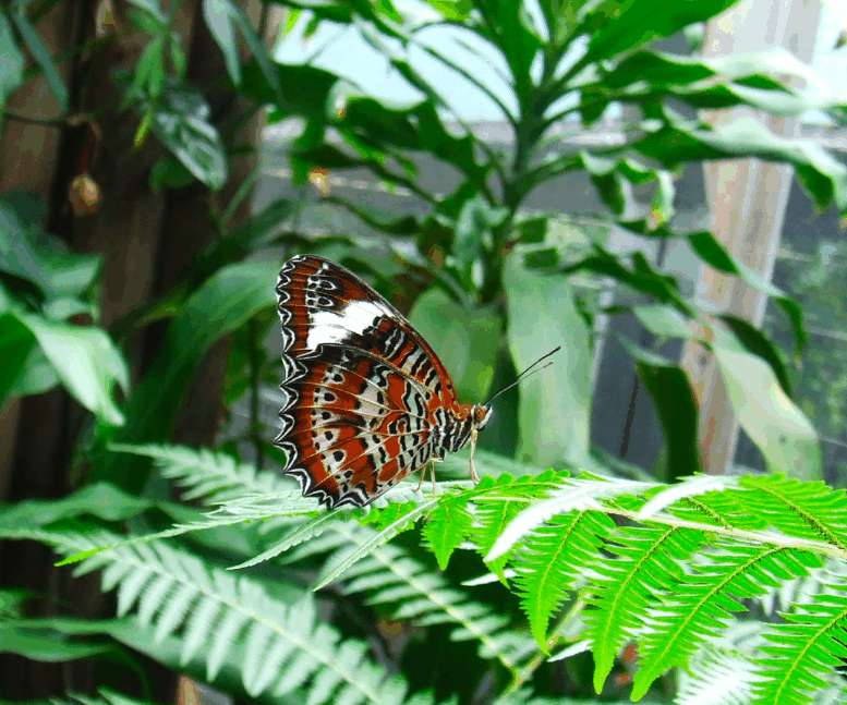 Australian Butterfly Sanctuary - Redcliffe Tourism 1