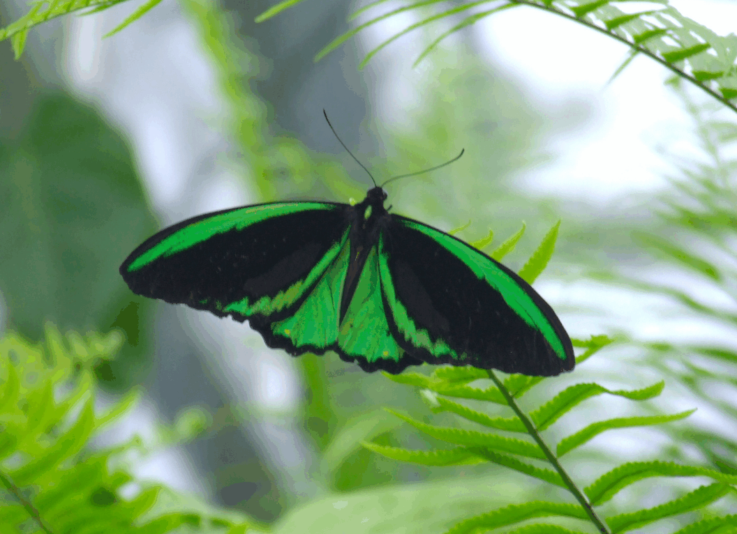 Australian Butterfly Sanctuary - Redcliffe Tourism 2