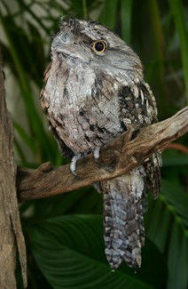 Currumbin Wildlife Sanctuary - Redcliffe Tourism 2