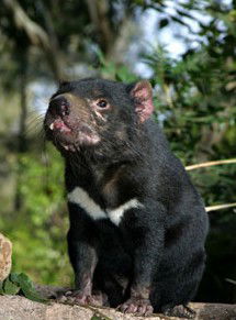 Currumbin Wildlife Sanctuary - Redcliffe Tourism 7