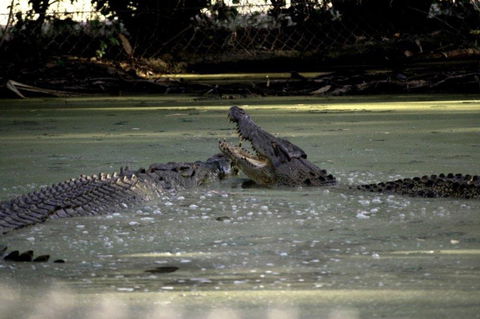 Billabong Sanctuary - Redcliffe Tourism 3