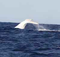 Australian Whale Watching - Redcliffe Tourism