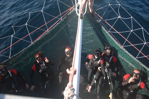 Dolphin Swim Australia - Redcliffe Tourism 4