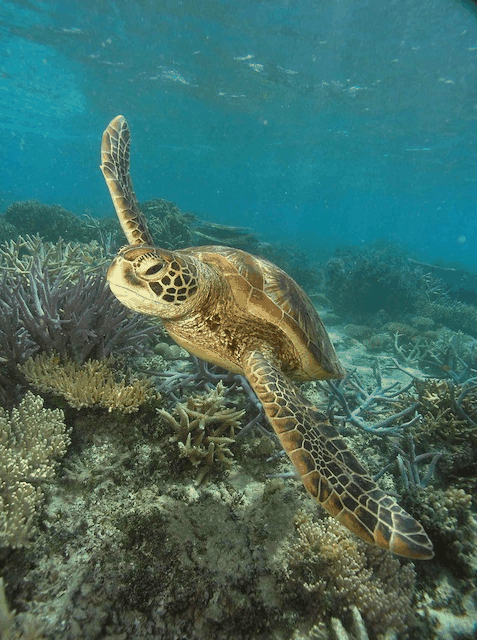 Big Cat Green Island Reef Cruises - Redcliffe Tourism 2