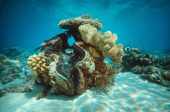 Big Cat Green Island Reef Cruises - Redcliffe Tourism 3