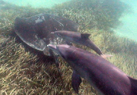 Rockingham Wild Encounters - Redcliffe Tourism 3