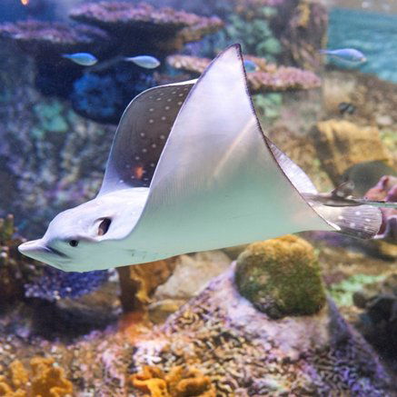 Melbourne Aquarium - Redcliffe Tourism 4