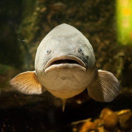 Melbourne Aquarium - Redcliffe Tourism 5