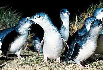 Bunyip Tours - Redcliffe Tourism 4