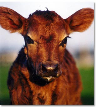 Chesterfield Farm - Redcliffe Tourism 1