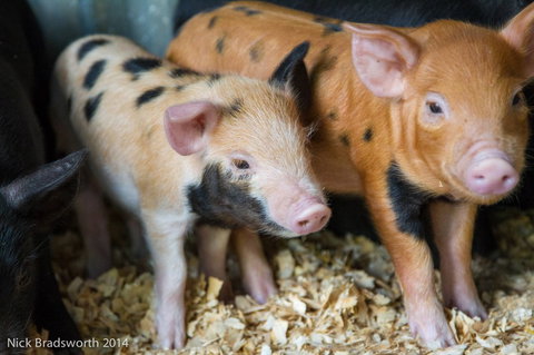 Chesterfield Farm - Redcliffe Tourism 4