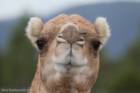 Chesterfield Farm - Redcliffe Tourism 5