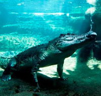 WILD LIFE Sydney Zoo - Redcliffe Tourism