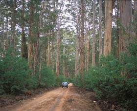 Boranup Drive - Redcliffe Tourism 0