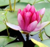 The Lotus Day Spa and Retreat - Redcliffe Tourism