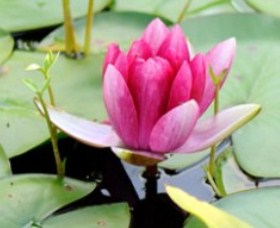 The Lotus Day Spa And Retreat - Redcliffe Tourism 0