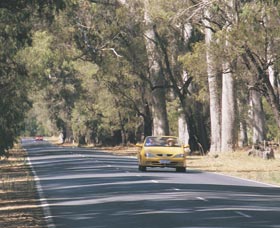 Ludlow Tuart Forest - Redcliffe Tourism 0