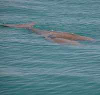 Dugongs - Redcliffe Tourism