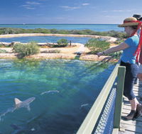 Shark Bay Marine Park - Redcliffe Tourism