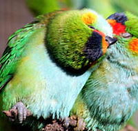 Rainbow Jungle - The Australian Parrot Breeding Centre - Redcliffe Tourism