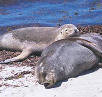 Carnac Island - Redcliffe Tourism