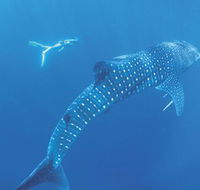 Ningaloo Marine Park - Redcliffe Tourism