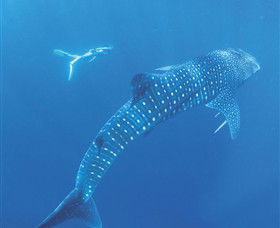 Ningaloo Marine Park - Redcliffe Tourism 0
