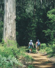 Gloucester Tree - Redcliffe Tourism 0
