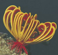 Muiron Islands - Redcliffe Tourism