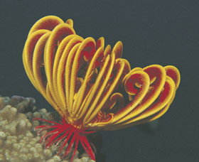 Muiron Islands - Redcliffe Tourism 0