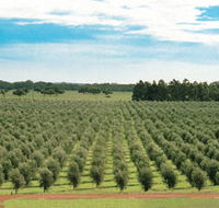 Fini Olives - Redcliffe Tourism