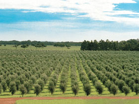 Fini Olives - Redcliffe Tourism 0