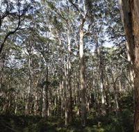 Boranup Karri Forest - Redcliffe Tourism