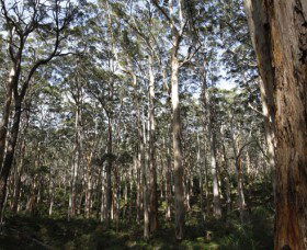 Boranup Karri Forest - Redcliffe Tourism 0