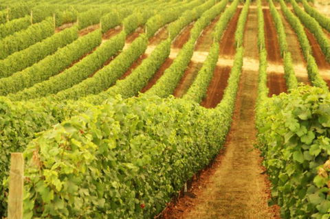 MadFish Wines Margaret River - Redcliffe Tourism 0