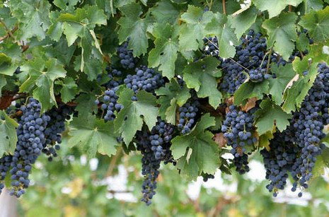 Capel River WA Redcliffe Tourism