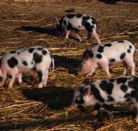 Will's Rare Breeds Farm - Redcliffe Tourism