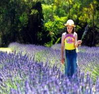 Brayfield Park Lavender Farm - Redcliffe Tourism