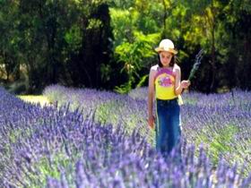 Brayfield Park Lavender Farm - Redcliffe Tourism 0