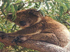 Mikkira Station - Redcliffe Tourism 0