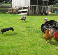 Echo Farm - Redcliffe Tourism
